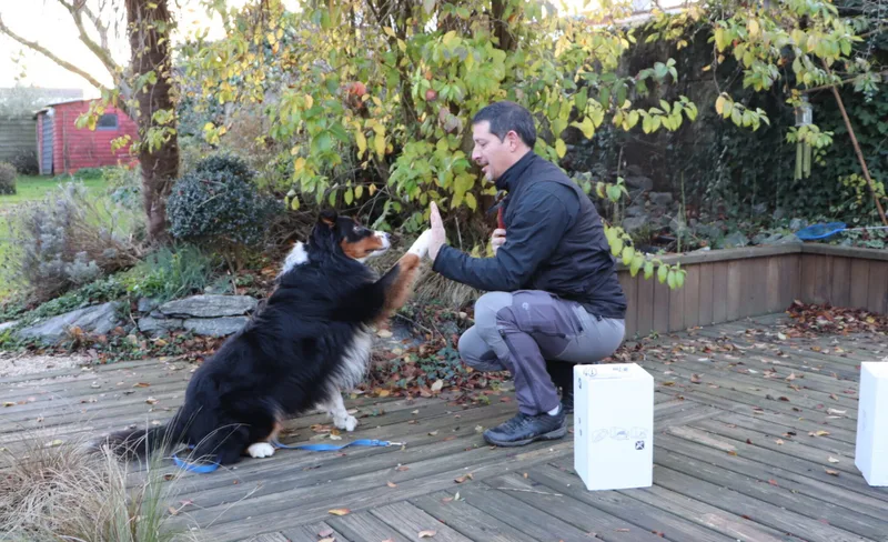 Entraînement pistage chien